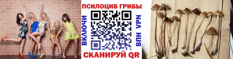 купить наркотик  Александров  даркнет формула  Псилоцибиновые грибы GOLDEN TEACHER 